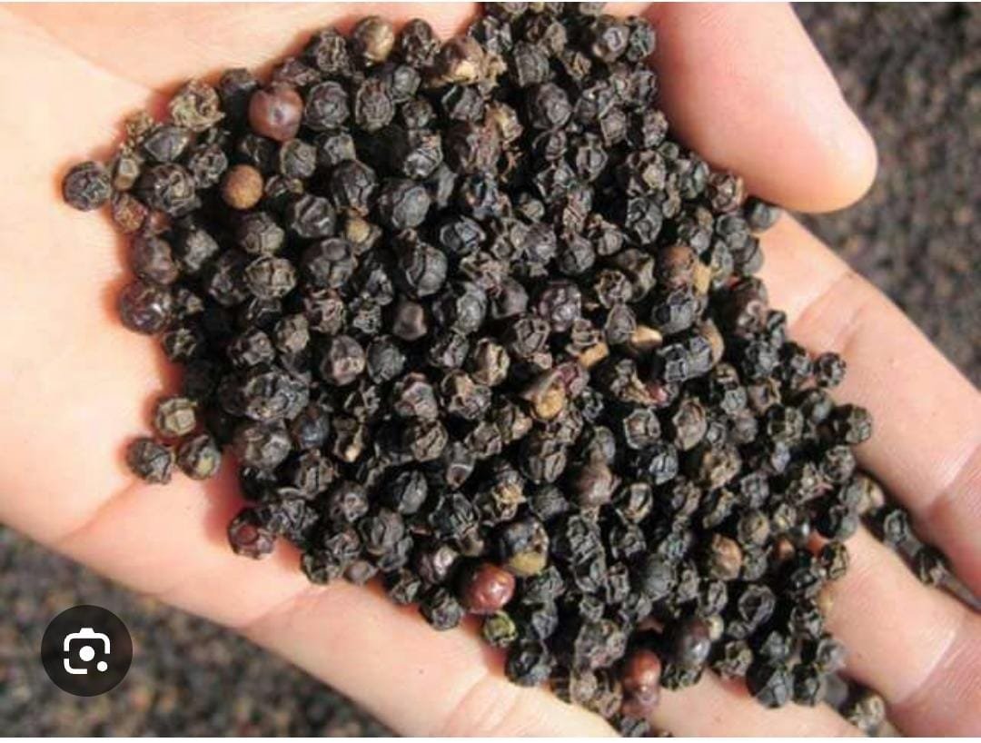 Whole black peppercorns in a hand